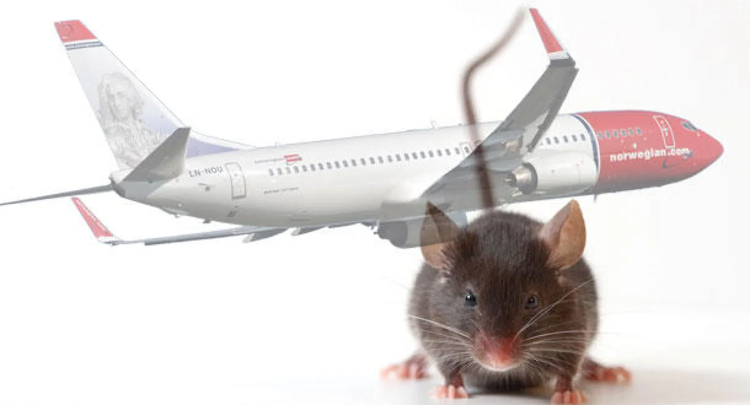 تأجيل رحلة طيران بسبب فأر