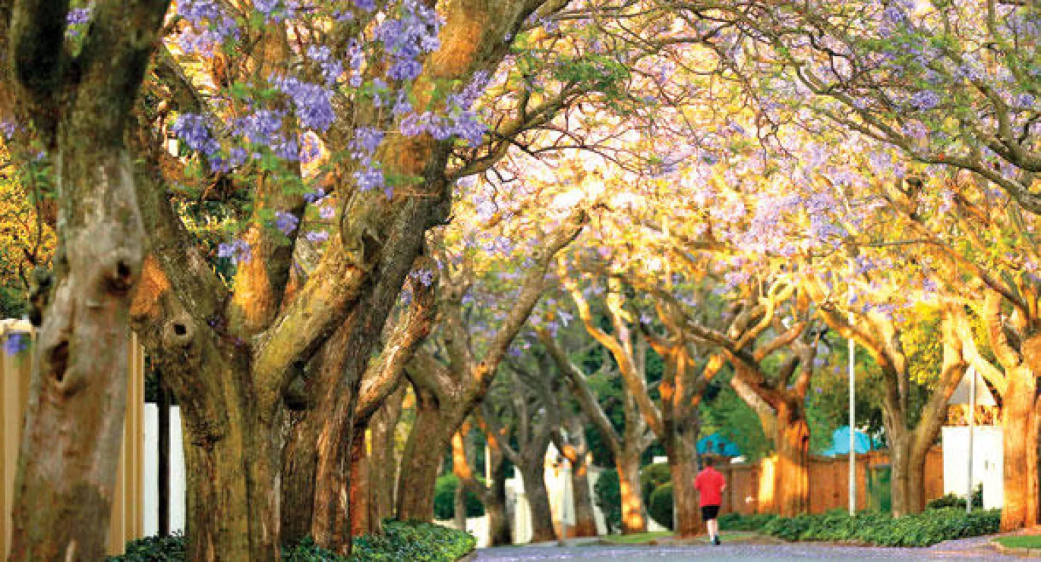 شجرة الجاكاراندا (رويترز)