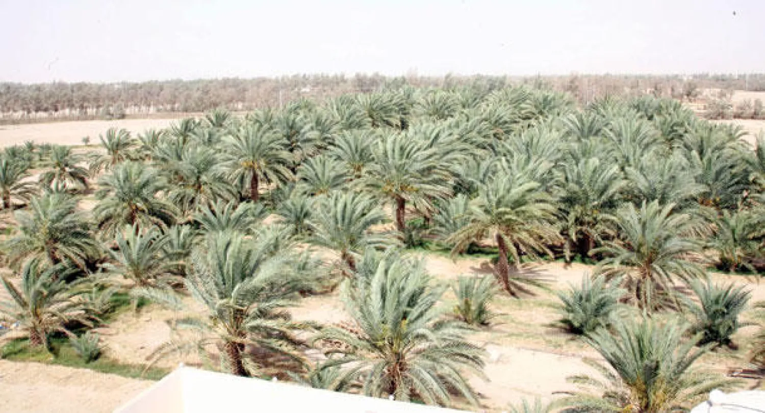 مخلفات جريد النخل أكثر من 300 طن سنويا («الشرق الأوسط»)