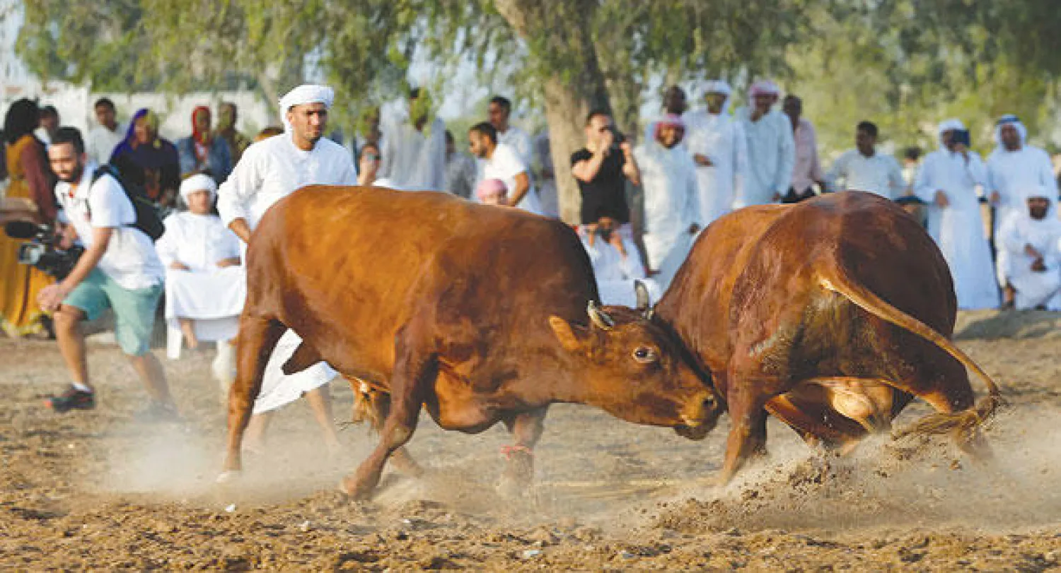 تجارة الثيران نشطة بين الفجيرة وسلطنة عمان حيث تنتشر مصارعة الثيران (رويترز)