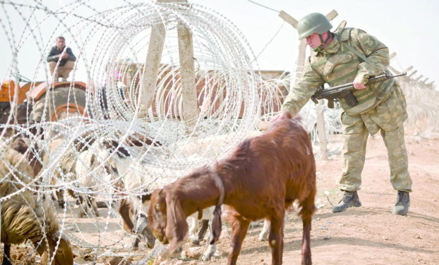 جندي تركي يحاول منع ماعز من عبور الأسلاك الشائكة للحدود التركية مع كوباني {عين العرب} أمس (أ.ب)