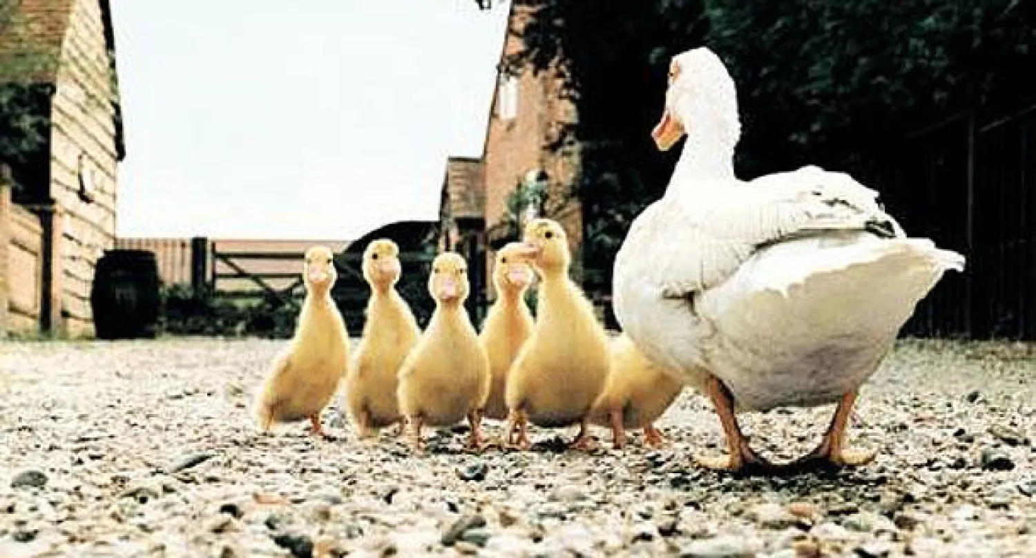 اكتشاف حالة إصابة بإنفلونزا  الطيور في مزرعة بط ببريطانيا