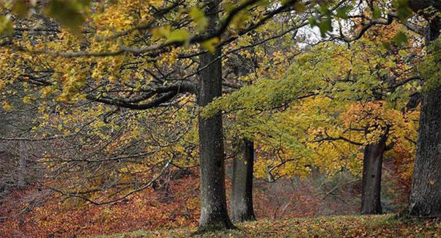 تزايد حالات الوفاة في ألمانيا بسبب الأمراض النفسية