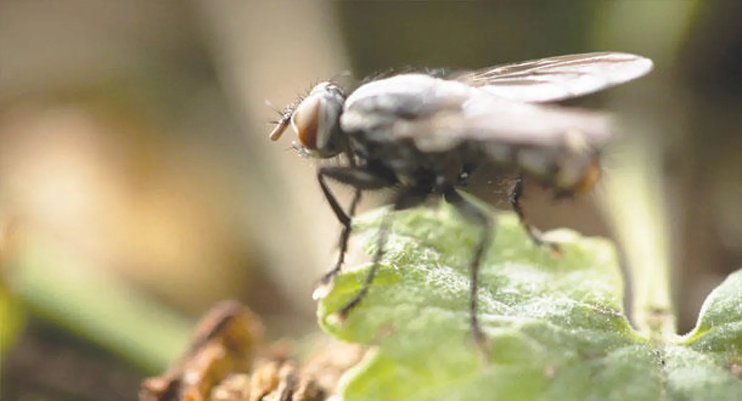 نظرة واسعة جديدة.. إلى عالم الجينات