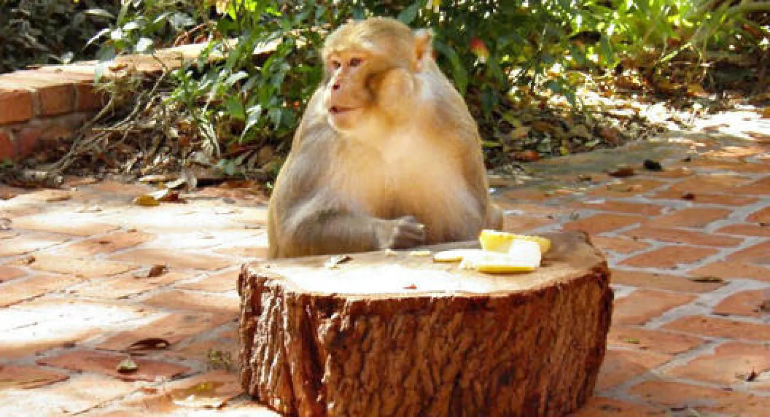 قرد مجهول الهوية يتجول في فلوريدا