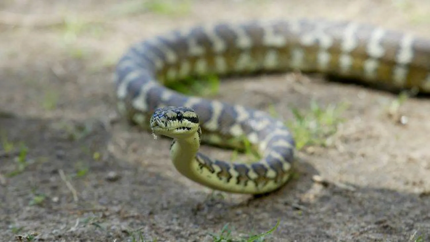 مسؤول كمبودي .. منفر للثعابين