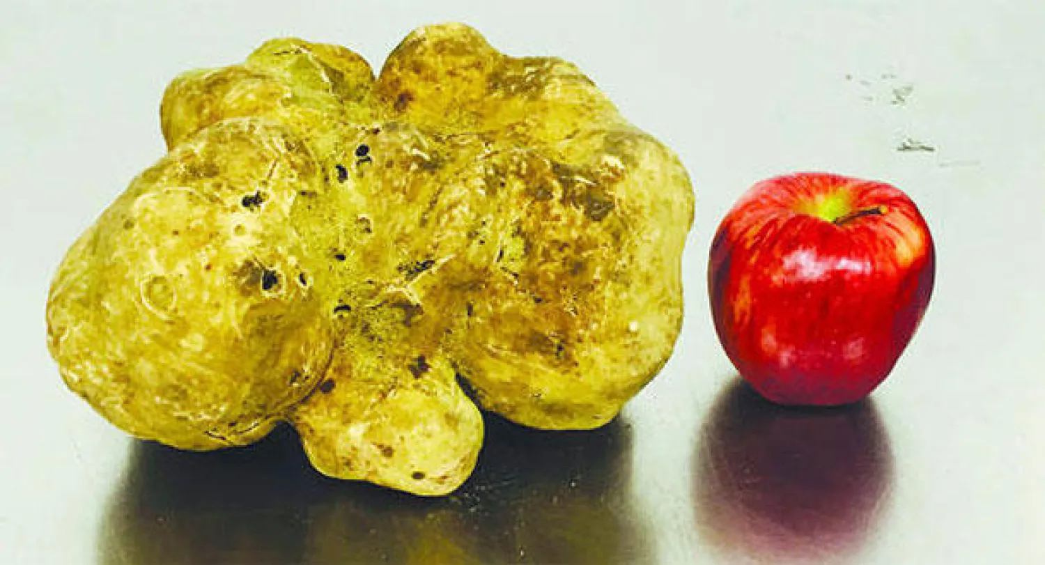 61 ألف دولار ثمن أكبر كمأة بيضاء في العالم