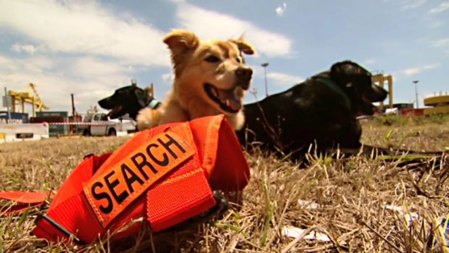 أستراليا تجند كلابها لمحاربة النمل الناري