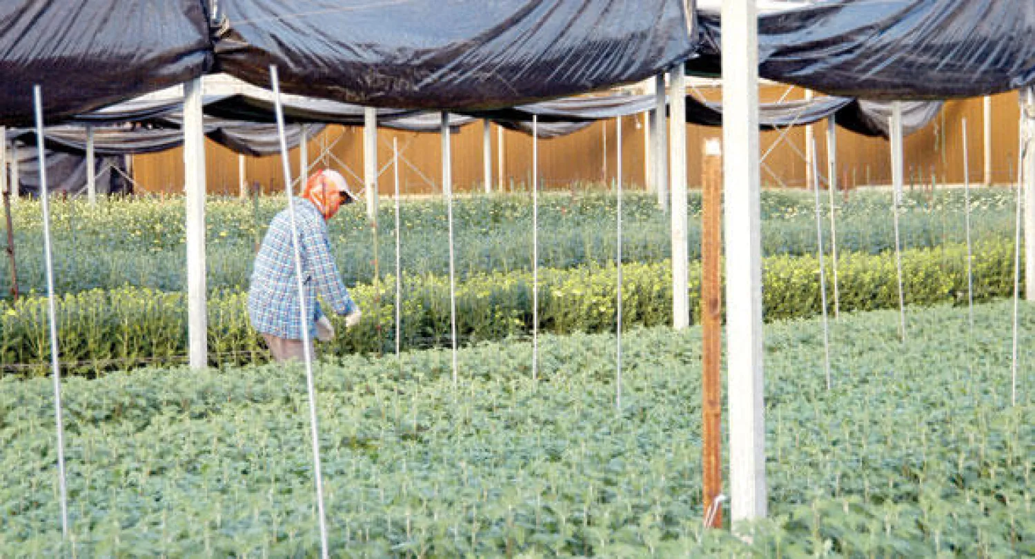 واقع الاستثمار في إنتاج الأغذية العضوية في السعودية في تزايد مطرد