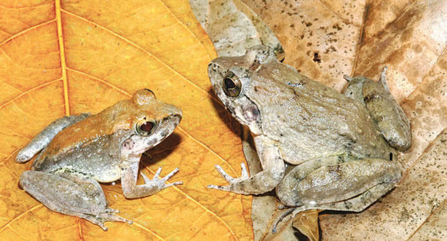 نوع جديد من الضفادع في إندونيسيا.. يلد