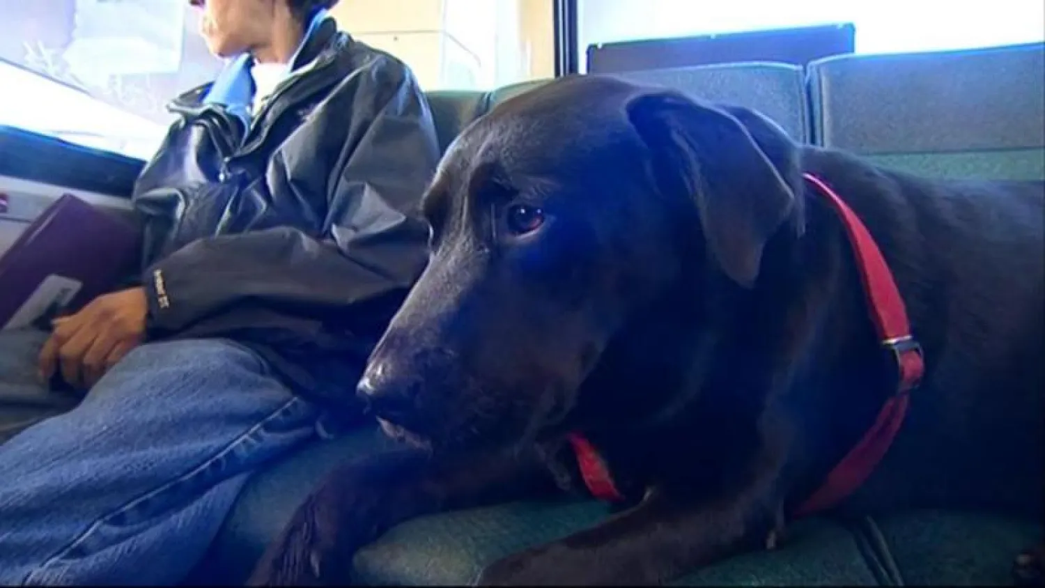 «اكليبس».. الكلبة التي تركب المواصلات العامة