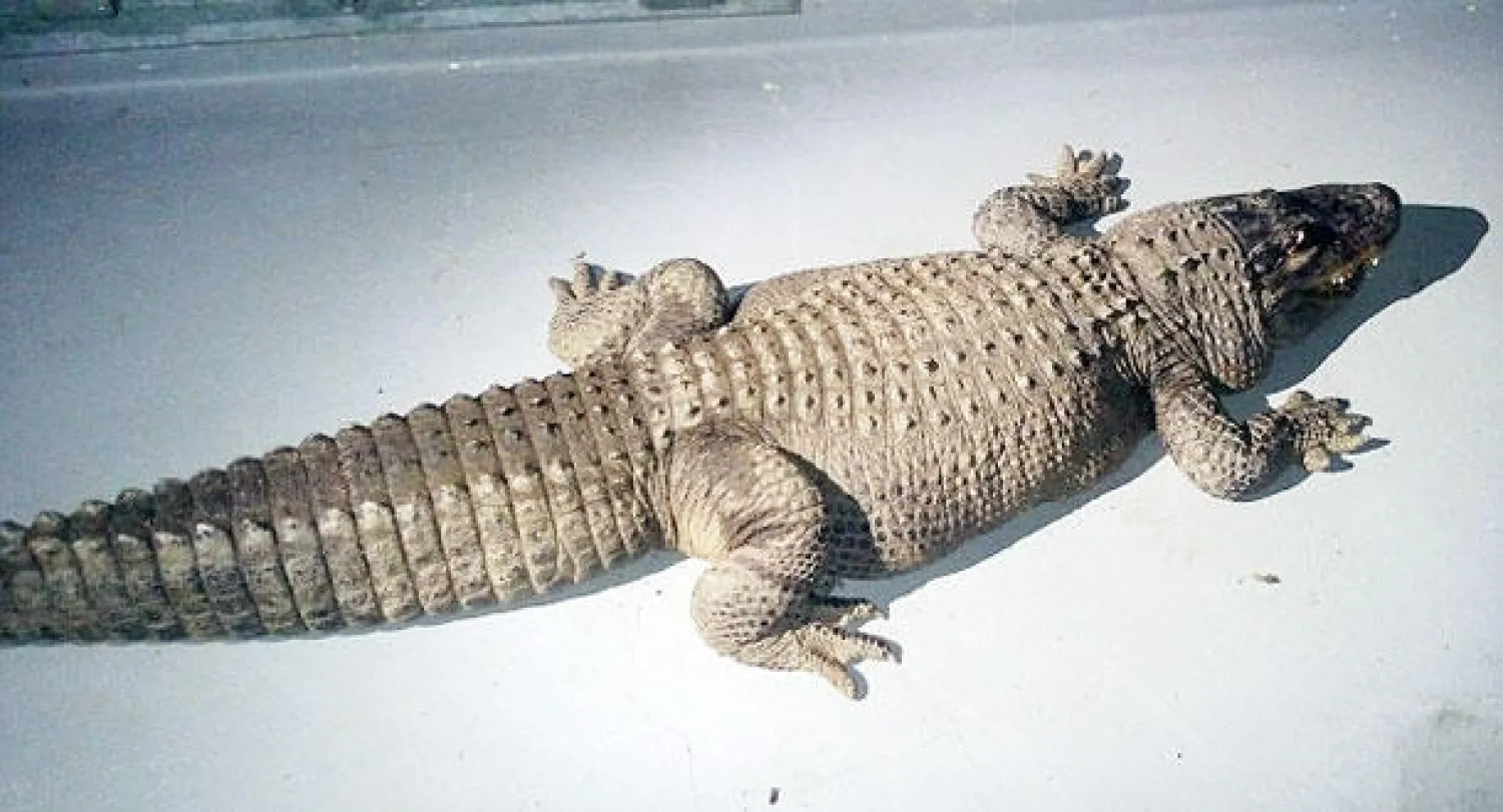 قصة حب بين سيدة أميركية و«تمساح»