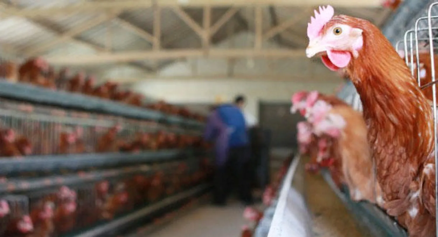 لجنة قومية عليا لمتابعة «أنفلونزا الطيور» في مصر