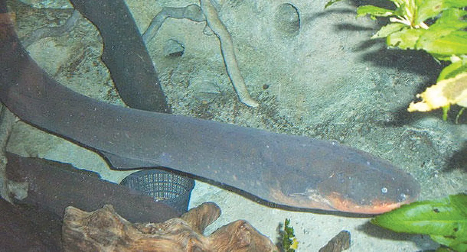 بلغاريا تحبط تهريب كمية ضخمة من أسماك مهددة بالانقراض