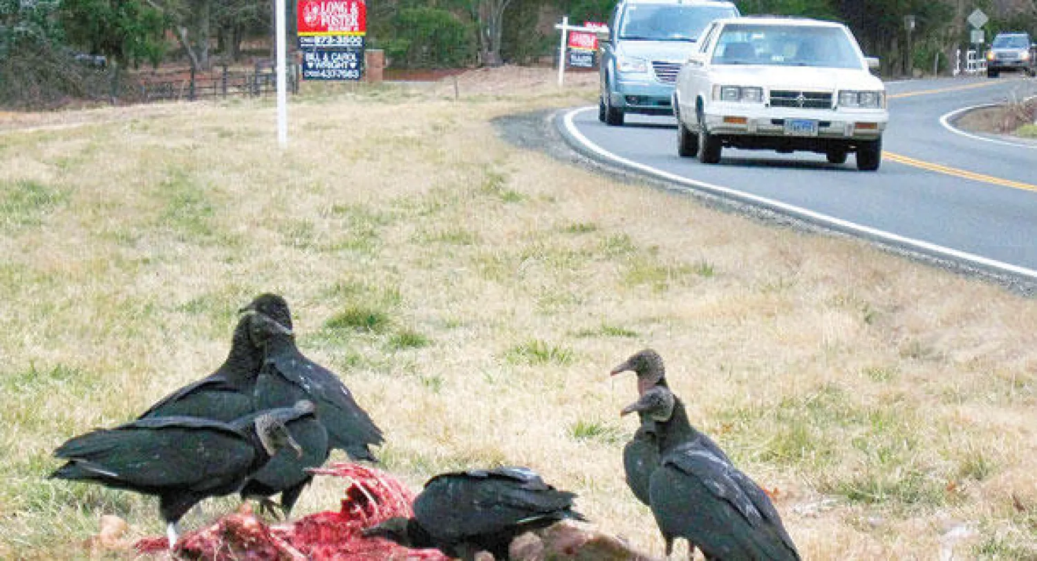 نسور تلتهم غزالا قتل في حادث طريق في غريت فولز بولاية فرجينيا، قبل إنشاء تسهيلات جديدة لتحويل الجثث إلى أسمدة عضوية تستخدم في تجميل الطرق (رويترز)