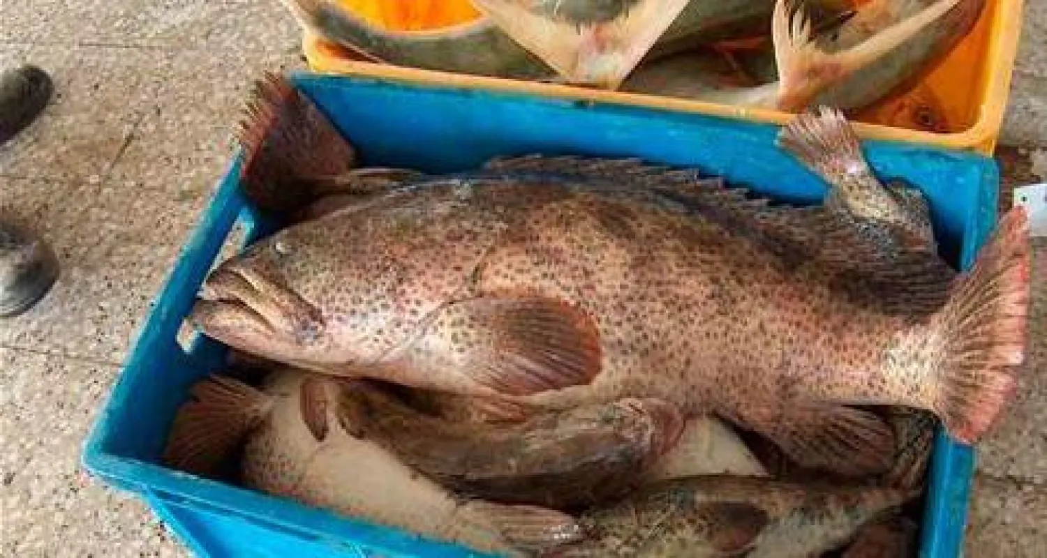 صندوق محمل بسمك الهامور