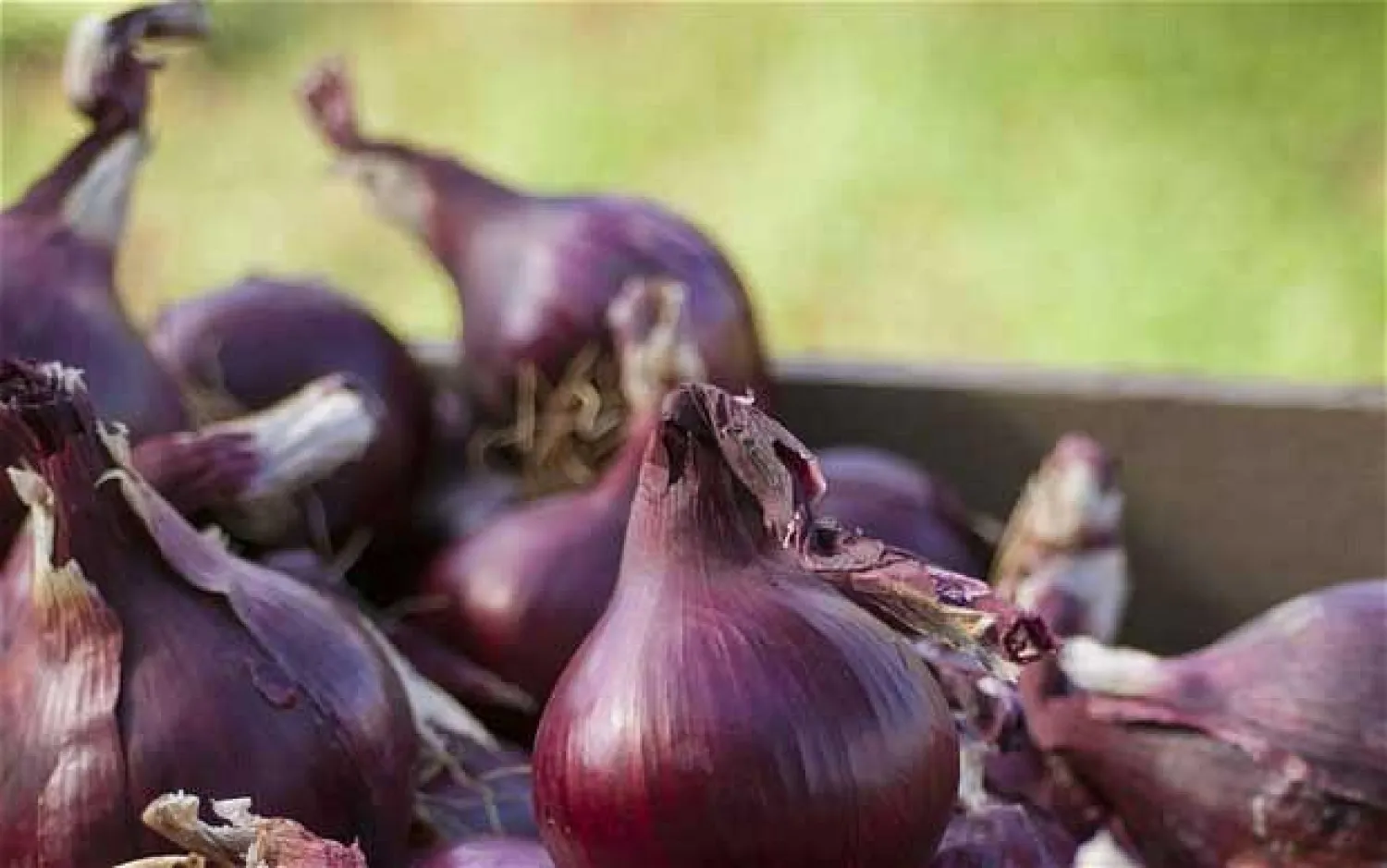 أخيرًا.. بصل لا يذرف الدموع أو يغير رائحة الفم