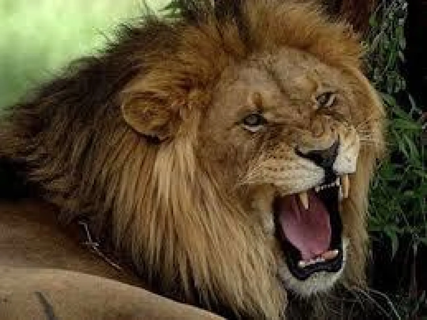 أسد يفترس حارسه في حديقة حيوان بكوريا الجنوبية