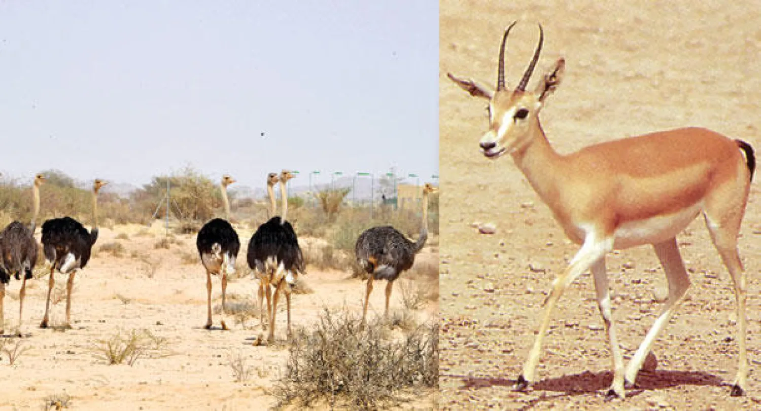 محمية فطرية