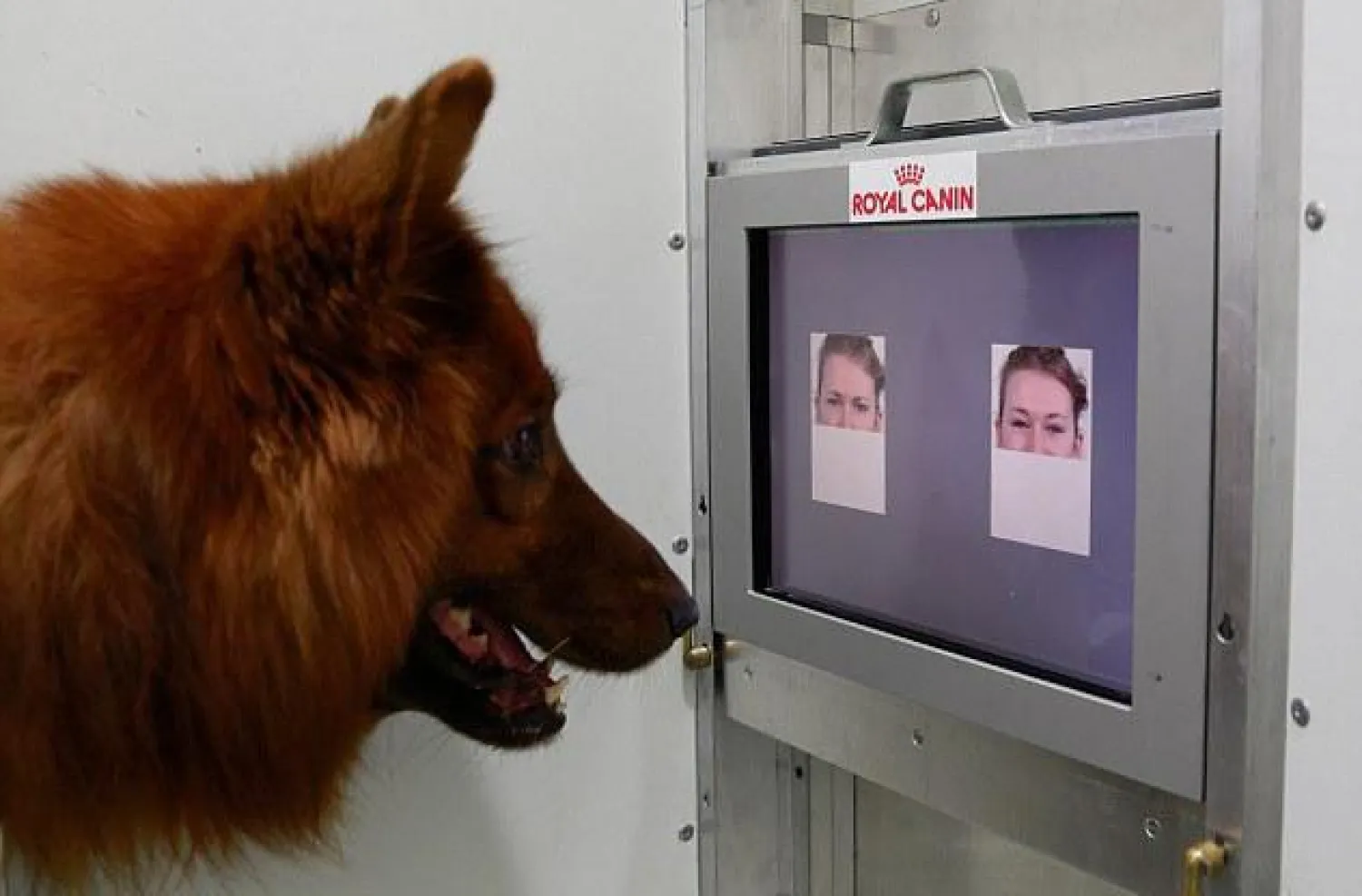 هل تفهم الكلاب تعبيرات وجهك؟