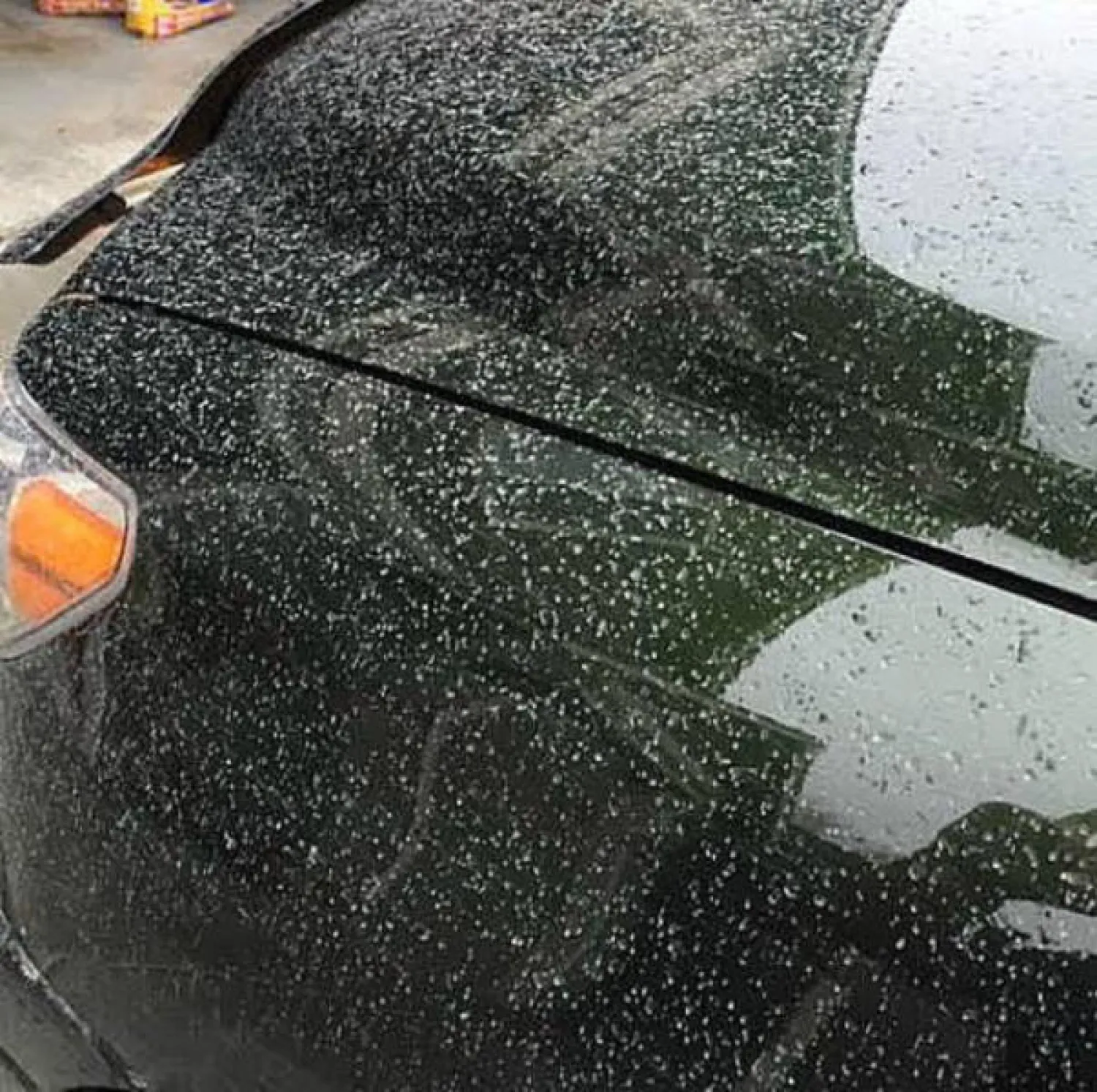 ما هو سبب تساقط «الأمطار اللبنية»؟