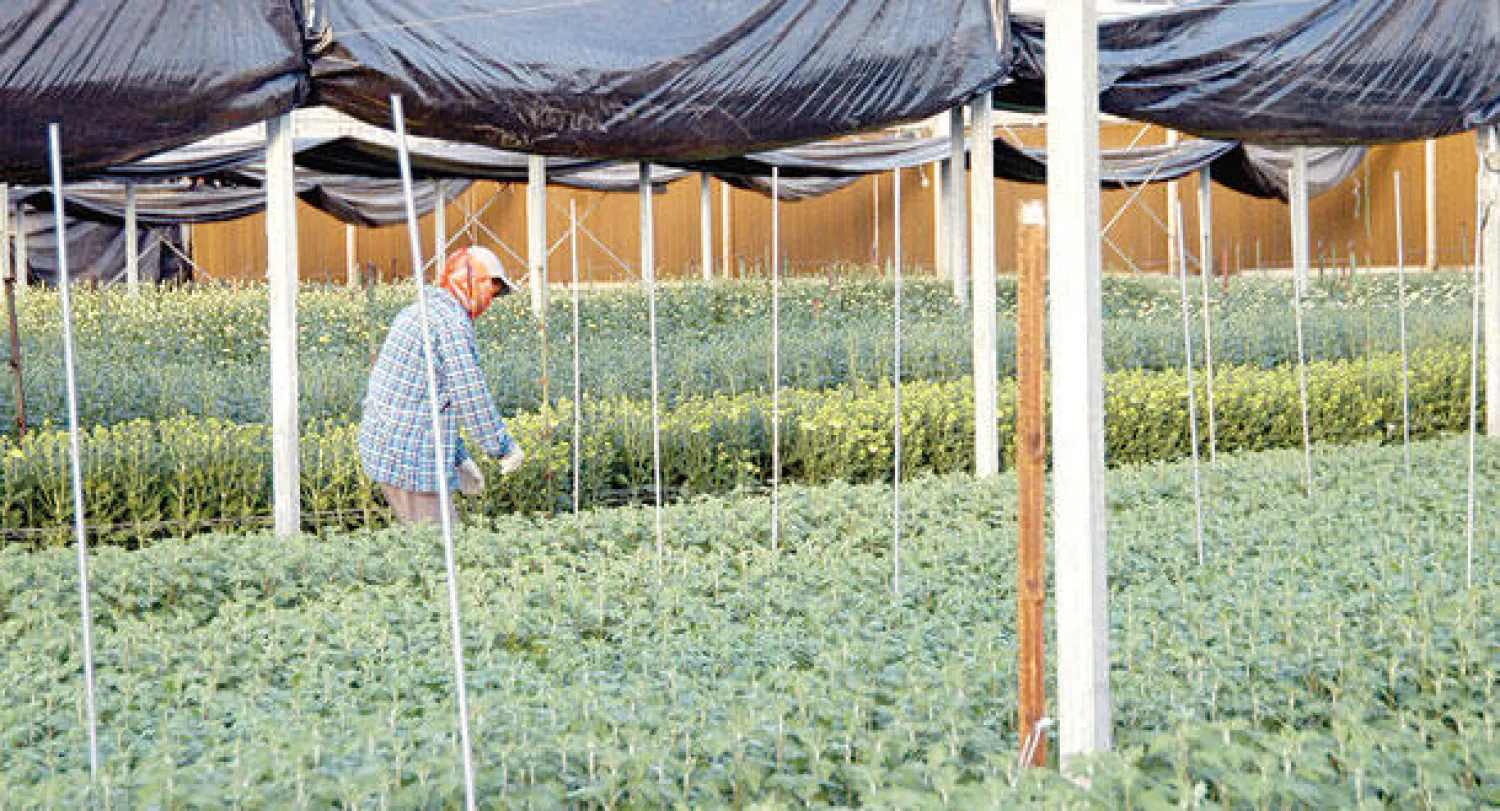 أظهرت الشركات الكبيرة قدرا أكبر من التفاؤل بشأن الطلبات الجديدة والتوظيف