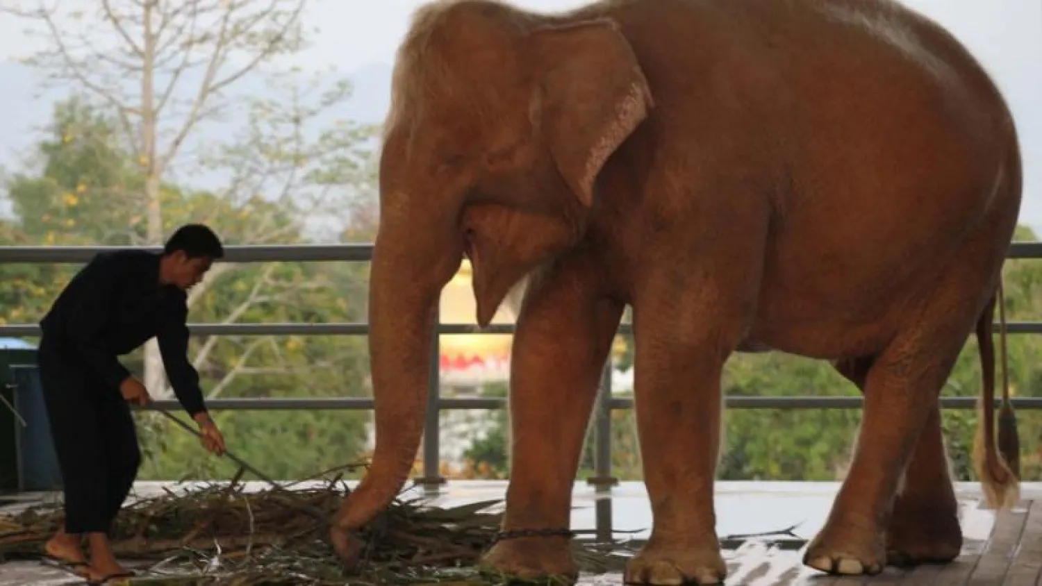 العثور على أنثى فيل بيضاء نادرة بميانمار