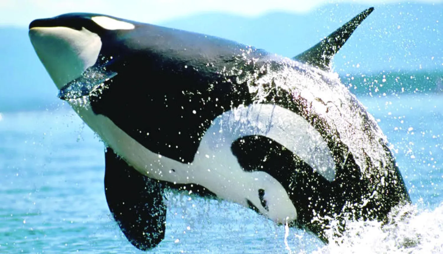 إناث الحوت القاتل تعيش طويلاً بعد توقفها عن الإنجاب