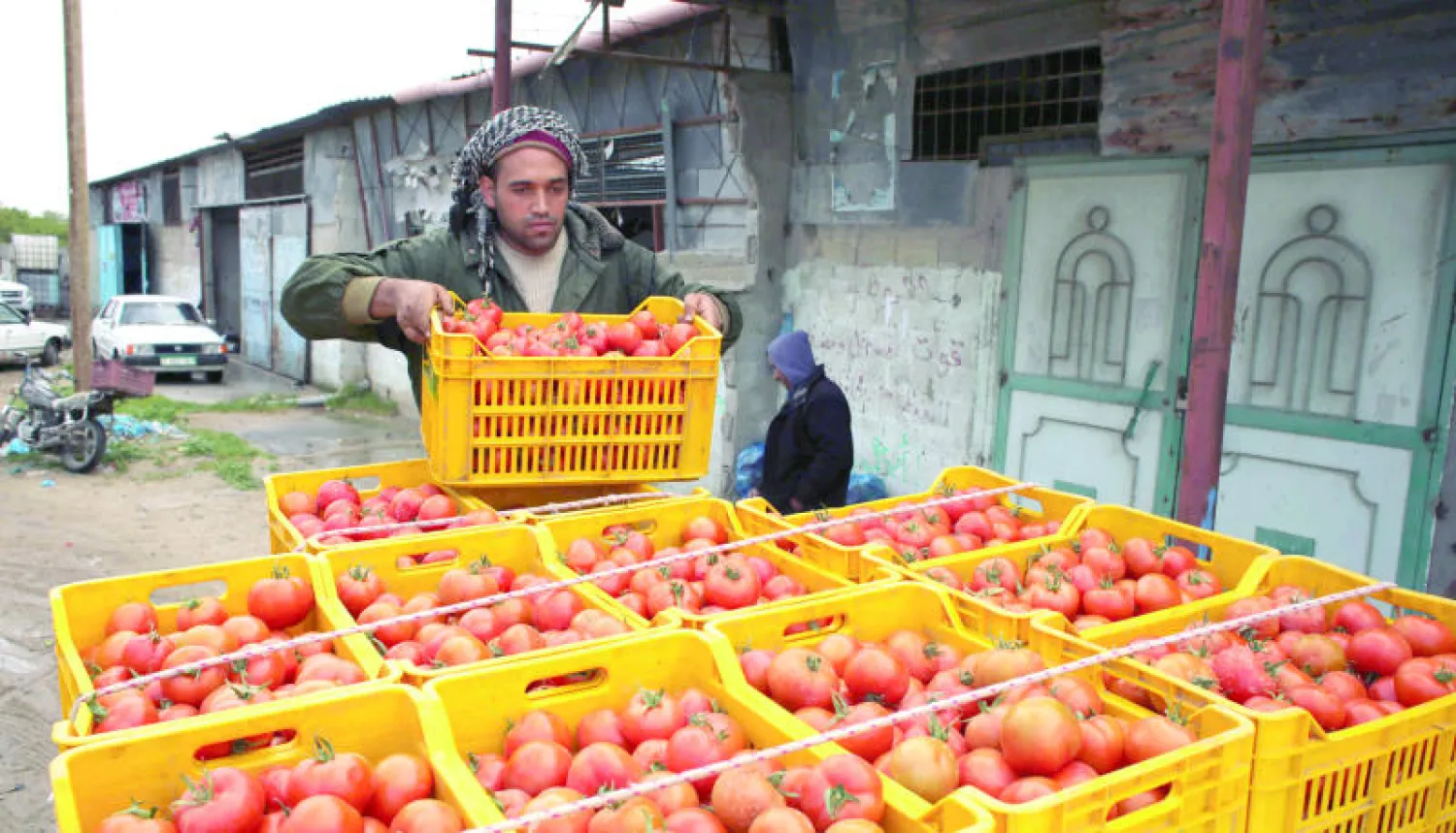 عامل فلسطيني يجهز صناديق الطماطم التي سيتم تصديرها إلى الأسواق الإسرائيلية بعد أن سمحت إسرائيل باستيراد الفواكه والخضراوات من قطاع غزة (أ.ف.ب)