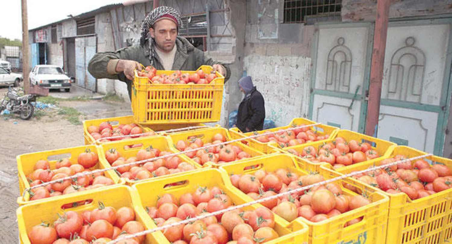 عامل فلسطيني يجهز صناديق الطماطم التي سيتم تصديرها إلى الأسواق الإسرائيلية بعد أن سمحت إسرائيل باستيراد الفواكه والخضراوات من قطاع غزة (أ.ف.ب)