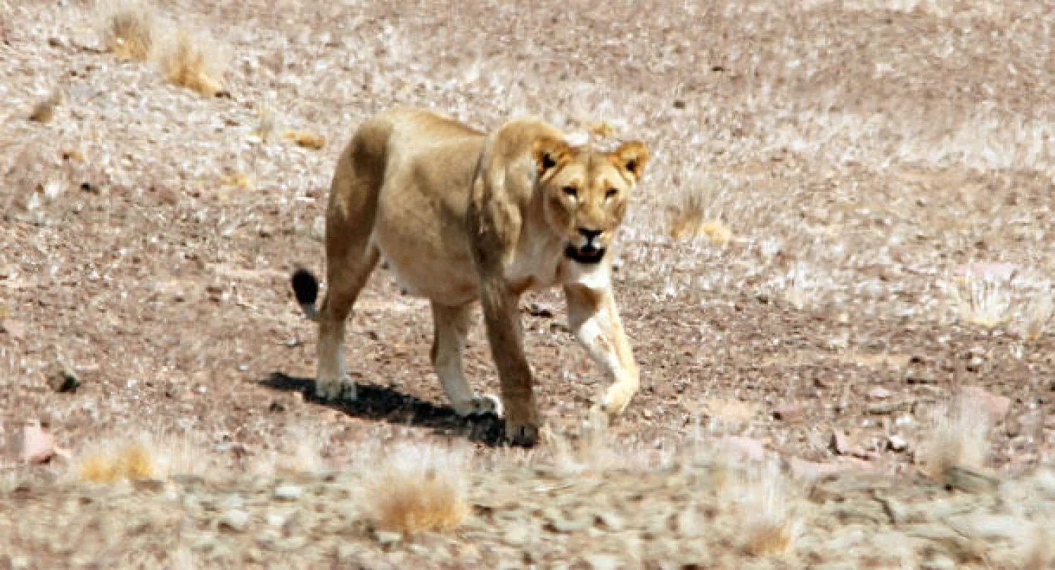 بعد اختفاء 20 عامًا.. أسد يظهر في الغابون