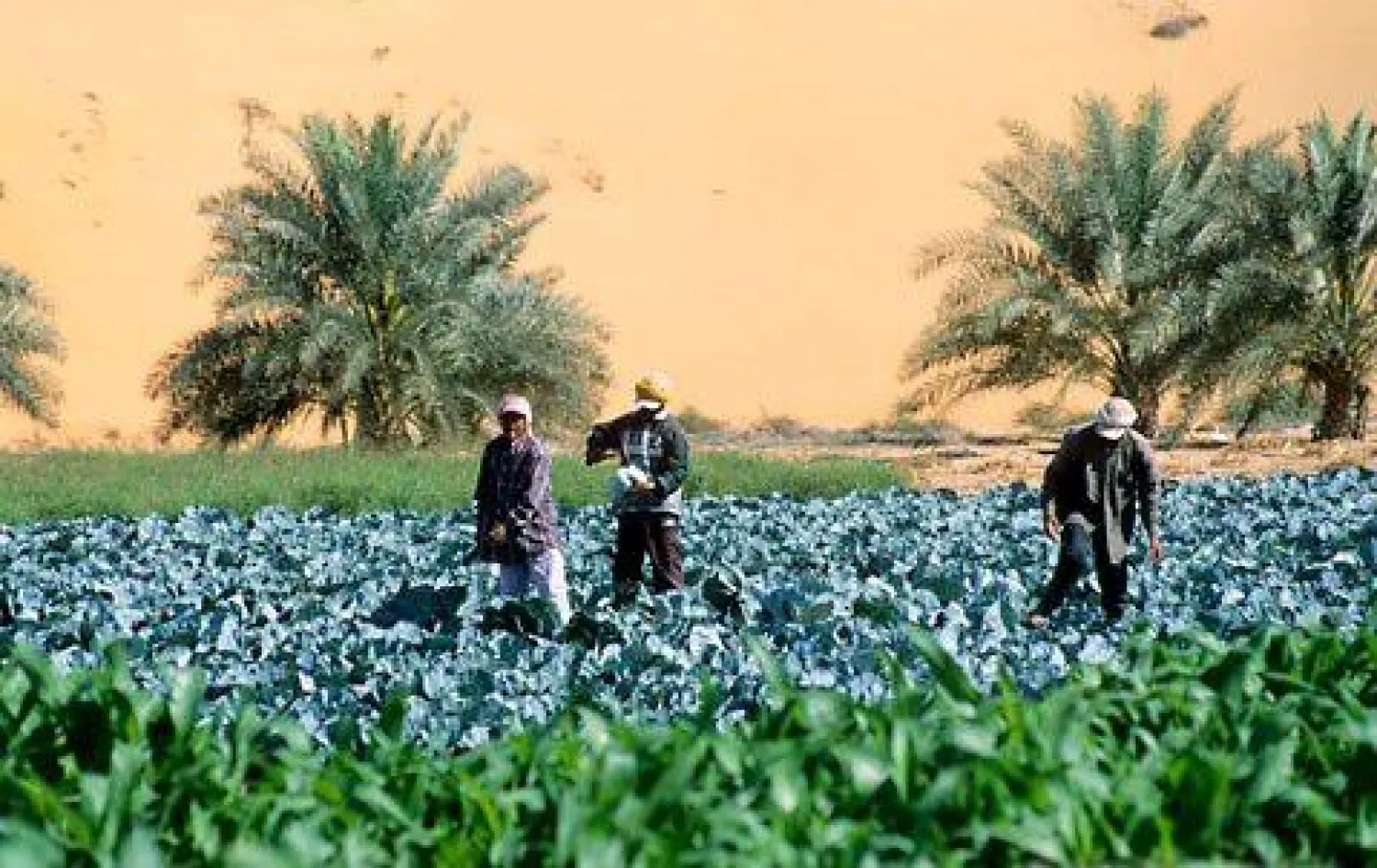 «الفاو» تعتمد واحات نخيل الإمارات ضمن مواقع للتراث الزراعي