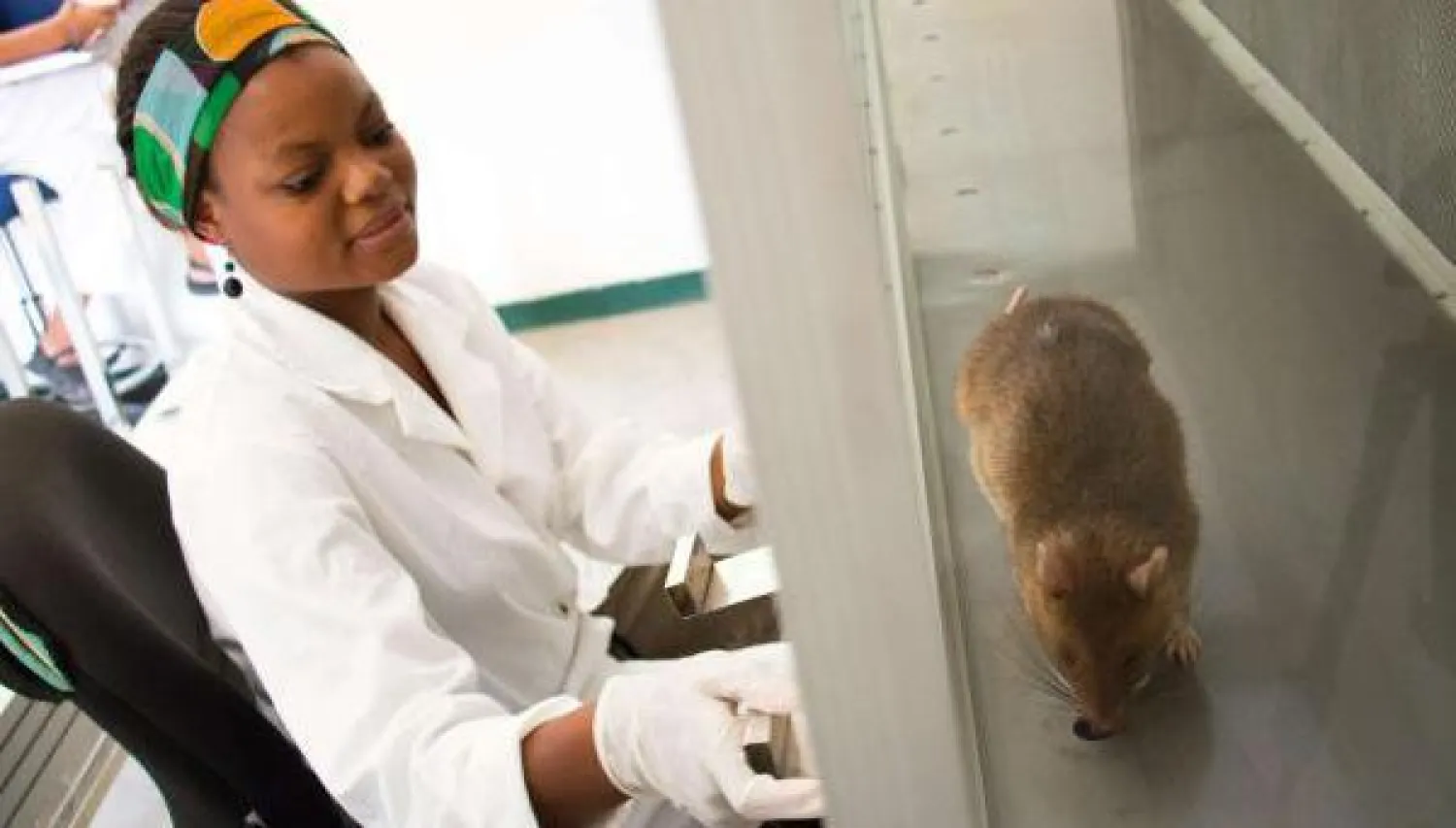استخدام الفئران لمكافحة مرض السل في موزمبيق