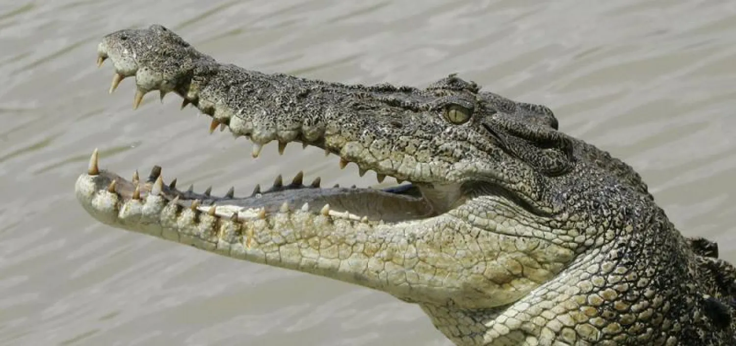 هندية تنقذ ابنتها  من بين فكَّي تمساح بـ«هراوة»