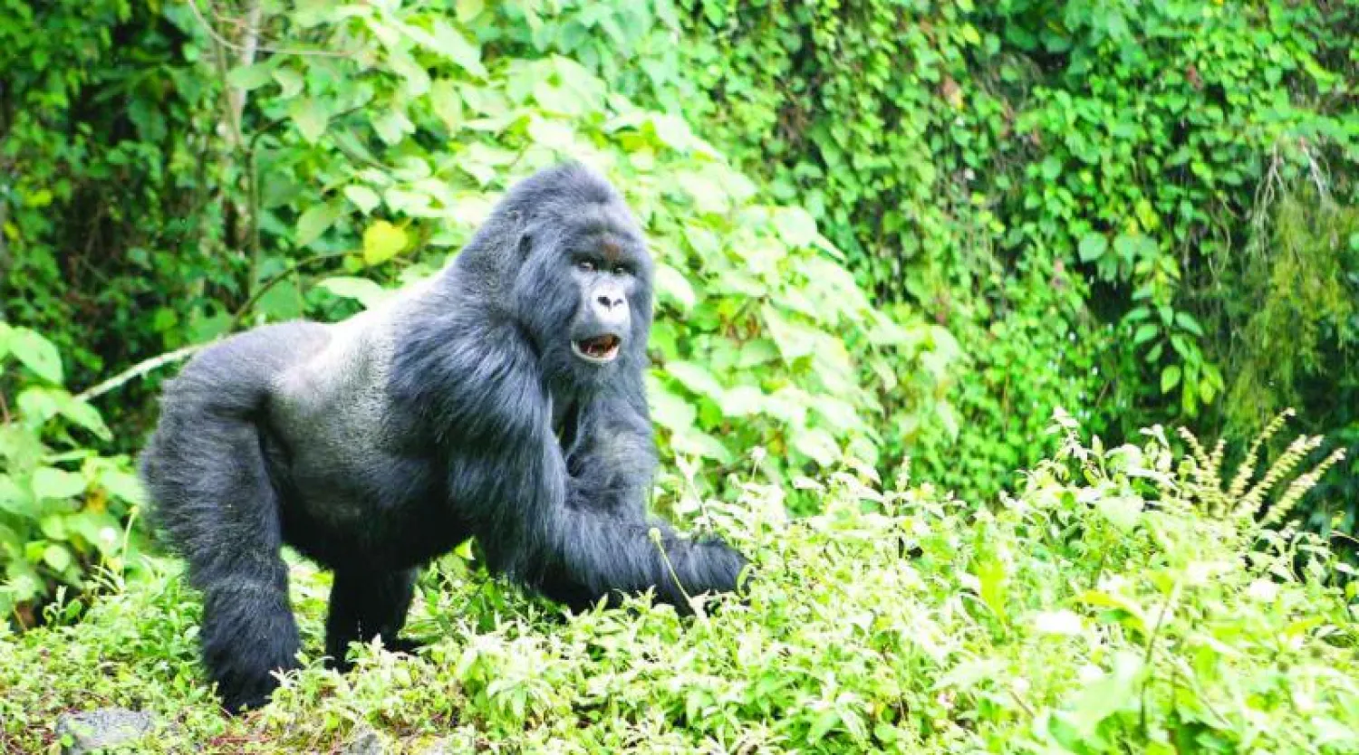 تعرض الغوريلا الجبلية لخطر الانقراض