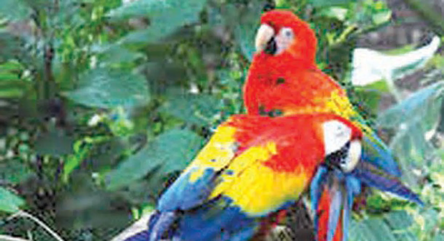 الببغاوات الأميركية طويلة الذيل تضفي جمالا على كراكاس