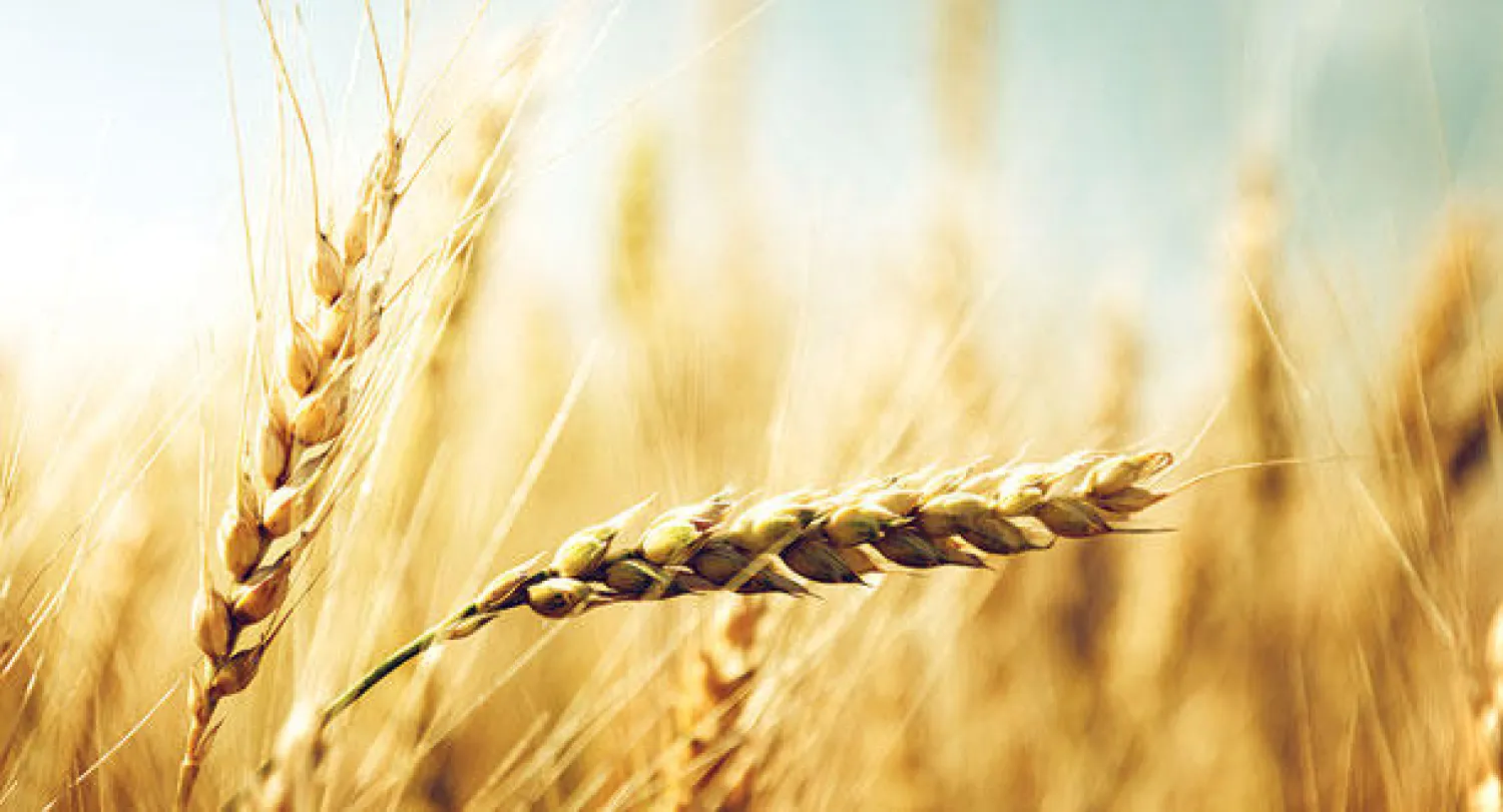 مصر تبدأ أكبر مشروع قومي لمنع هدر القمح بإنشاء 61 صومعة جديدة