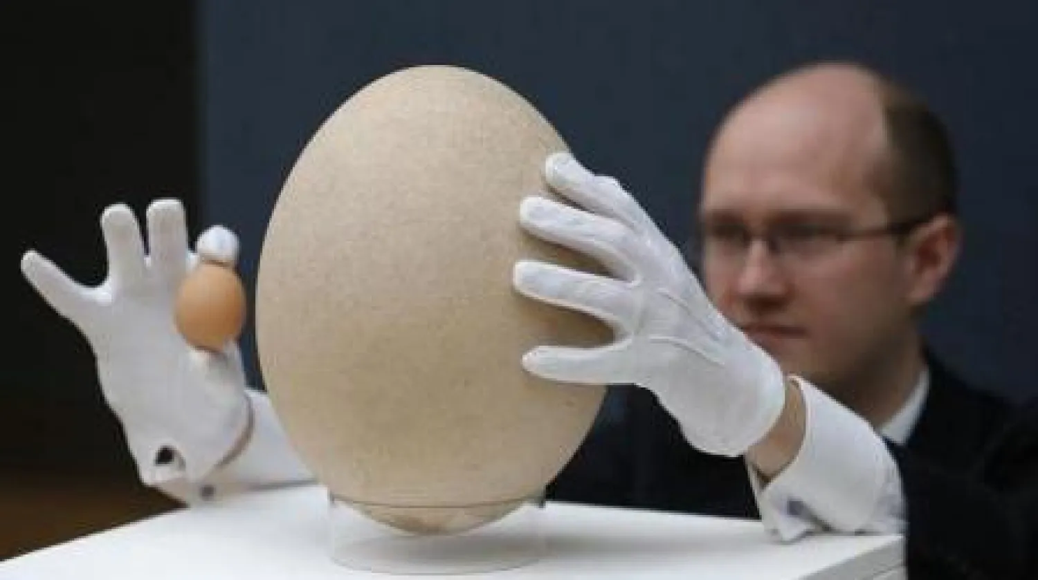 عامل في دار مزادات «كريستي» يحمل بيضة دجاجة إلى جانب بيضة شبه متحجرة لطائر الفيل في لندن (رويترز)