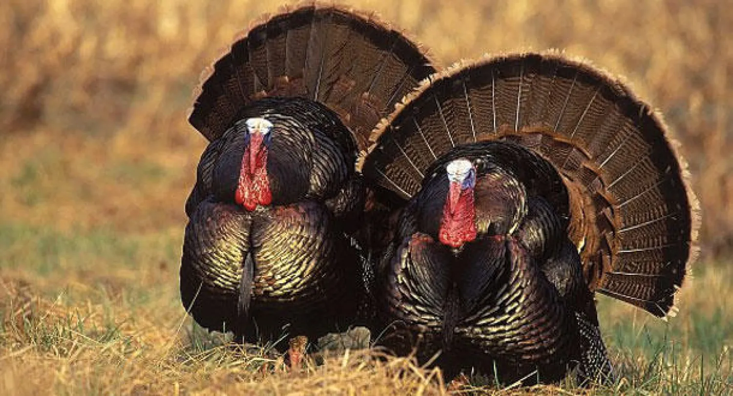 الديوك الرومية قد تغيب عن موائد عيد الشكر بسبب إنفلونزا الطيور