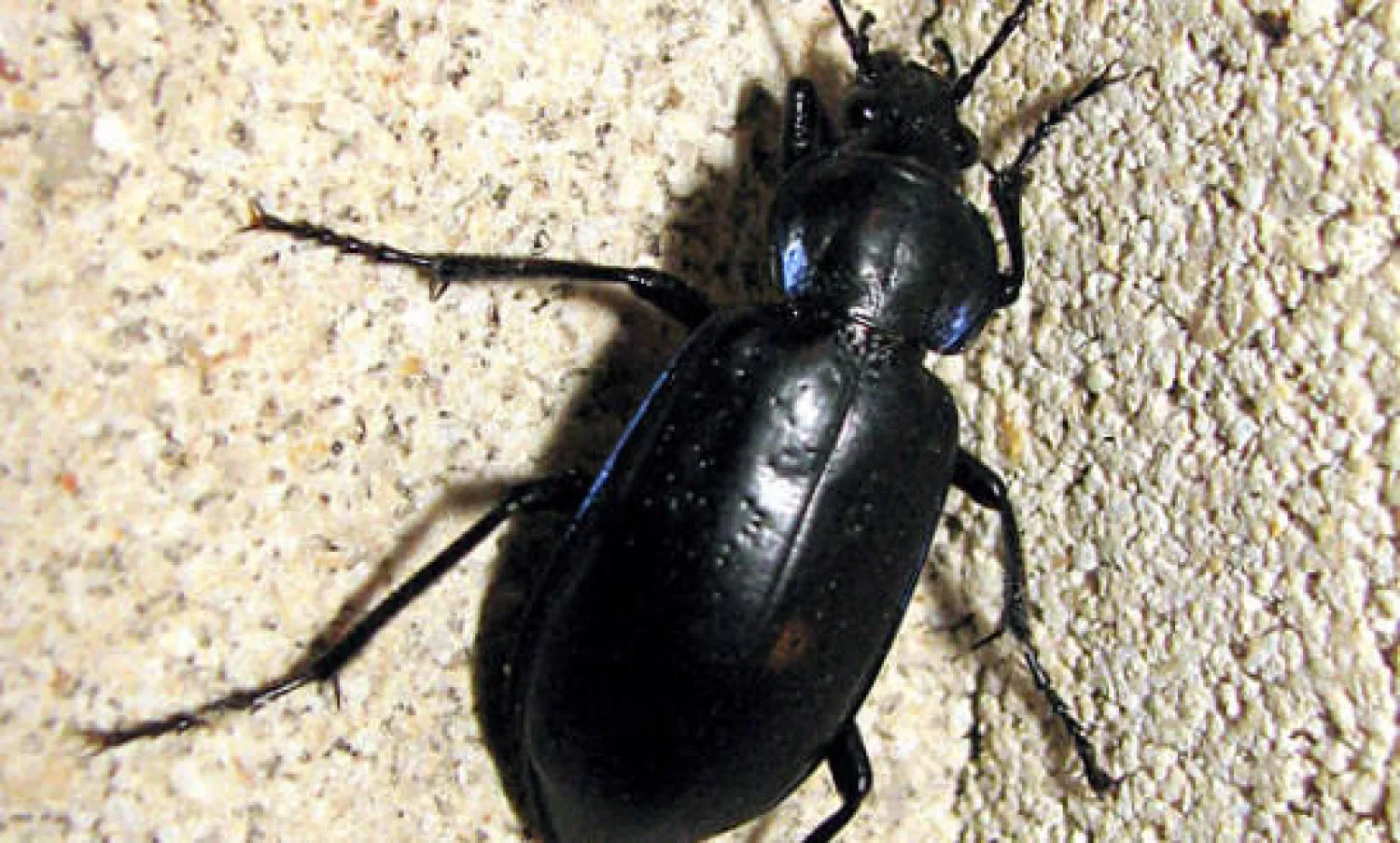 الخنفساء قد تستخدم للبحث عن الناجين من الكوارث