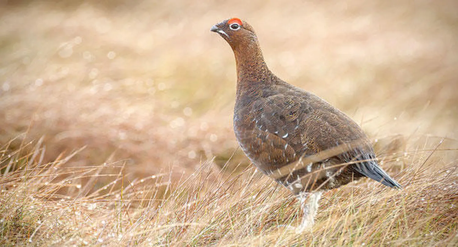خطة أميركية جديدة للحفاظ على طائر الطيهوج الأكبر