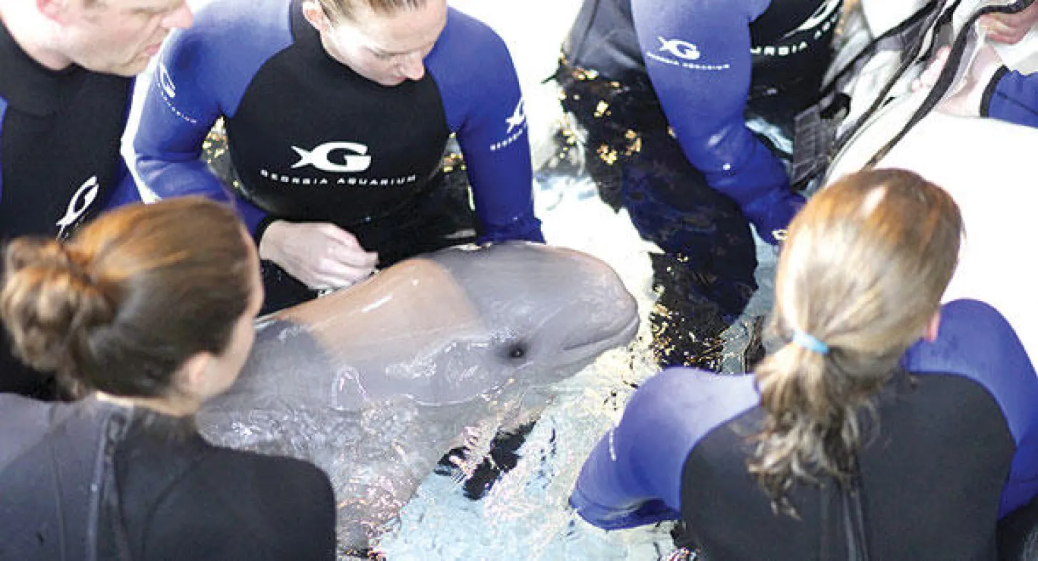 حوت بيلوغا الذي توفي أمس أثناء محاولات إنقاذه قبل وفاته في حديقة أسماك جورجيا بمدينة أتلانتا (رويترز)