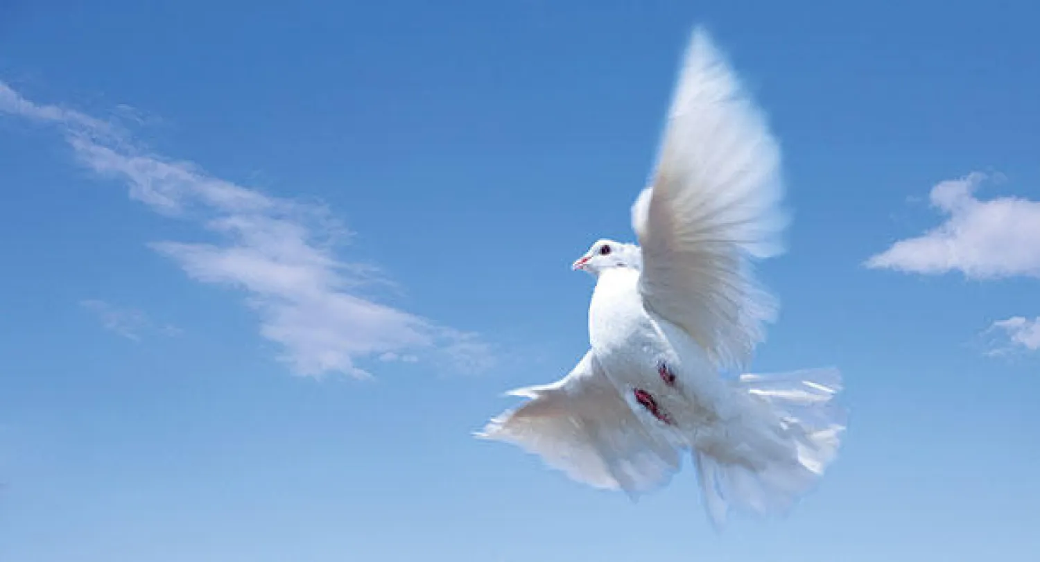 وجود رؤساء ومرؤوسين داخل سرب حمام الزاجل يتيح للسرب التميز بدقة أعلى في التحليق