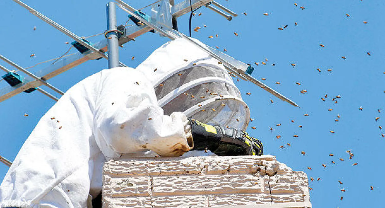 خبير نحل يزيل خلية من مدخنة أحد المنازل في مدينة فينيكس الأميركية (أ.ب)