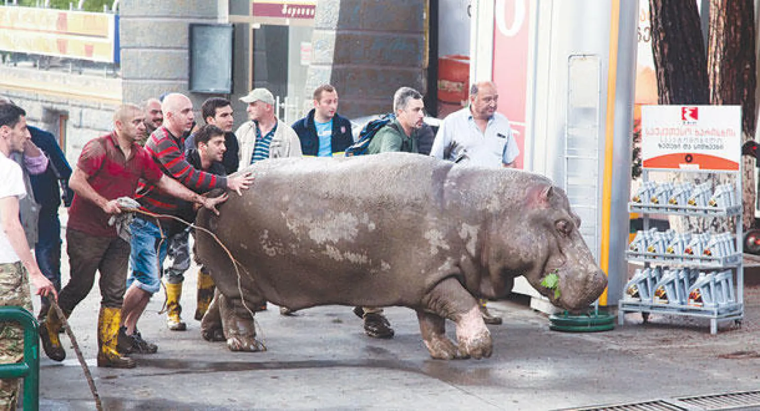 السكان يساعدون فرس البحر بعد هروبه من حديقة الحيوانات (أ.ب)