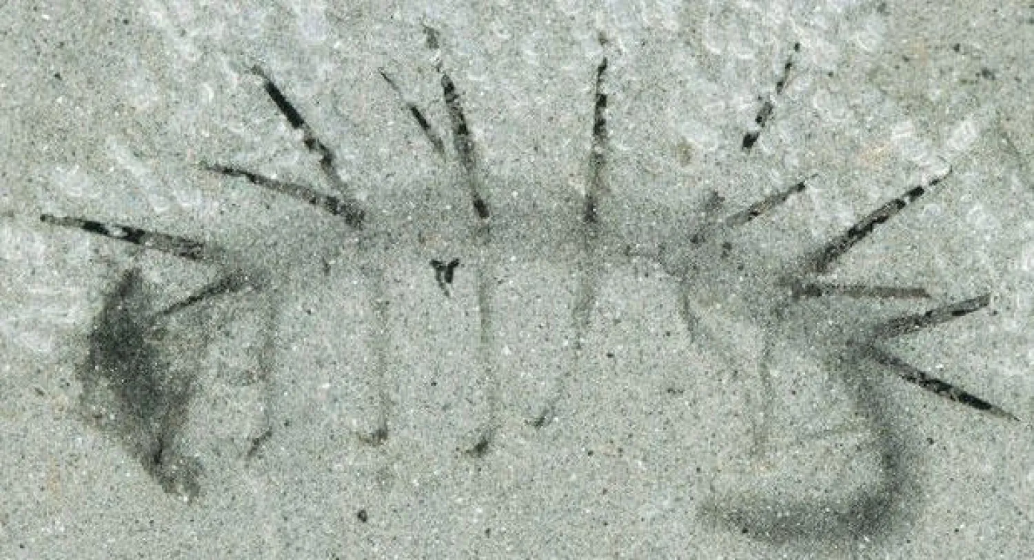 حفرية توفر للعلماء فهما لحيوان كانوا لا يعرفون رأسه من ذيله