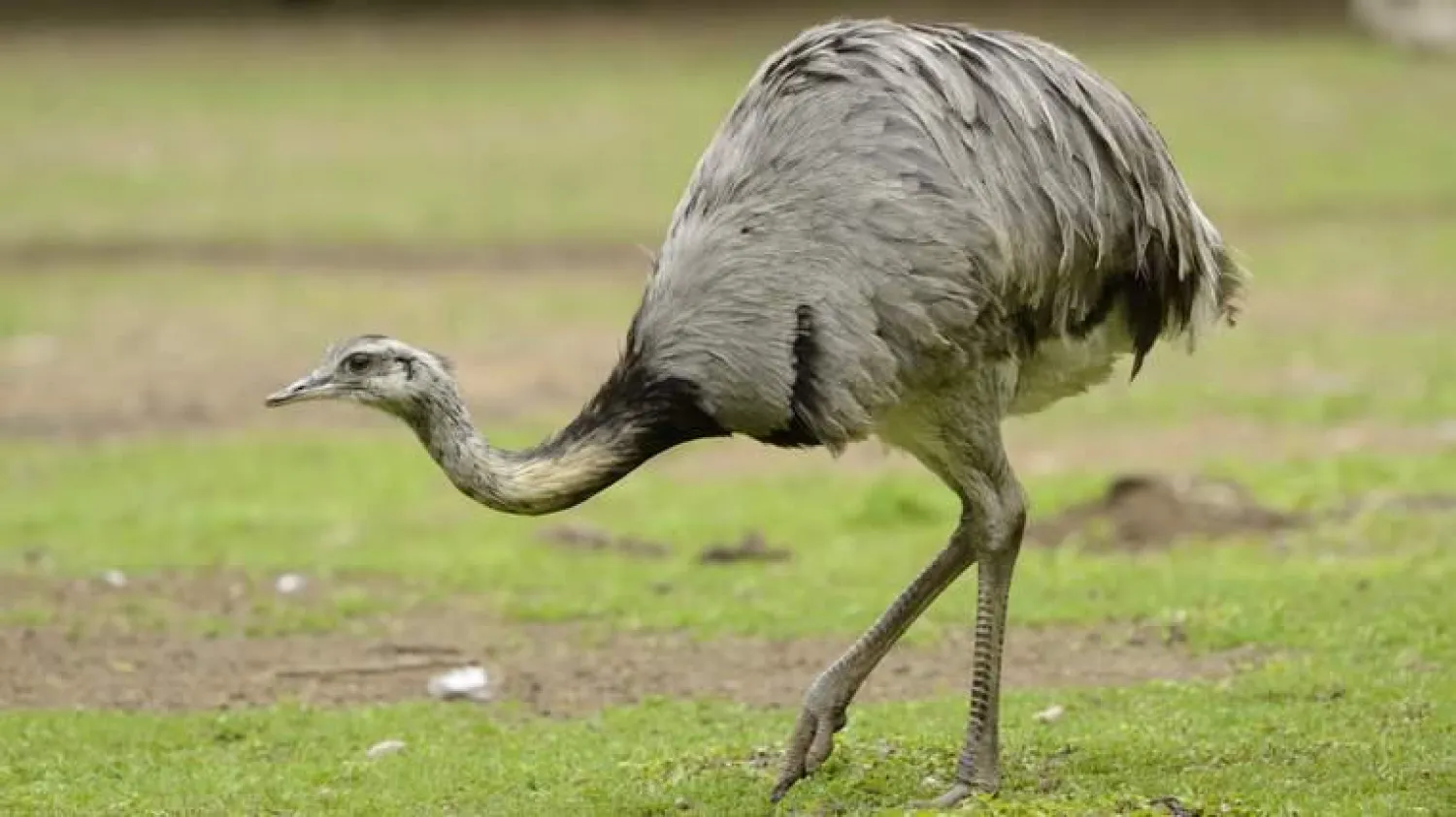 طائر «خطير» يهدد سكان مدينة نوتنغهام البريطانية