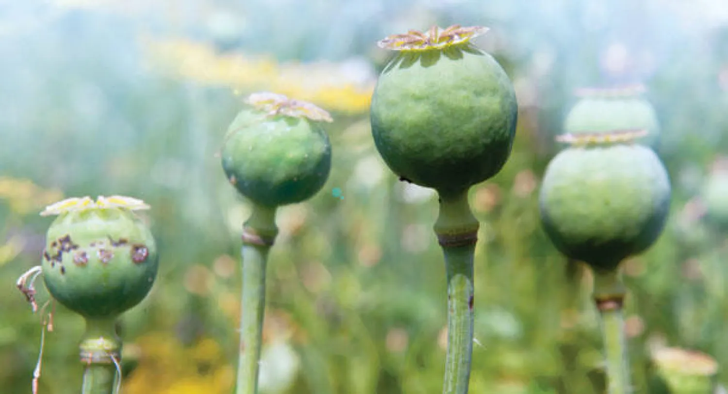 اكتشاف الجين المسؤول عن تخليق المورفين في نبات الخشخاش