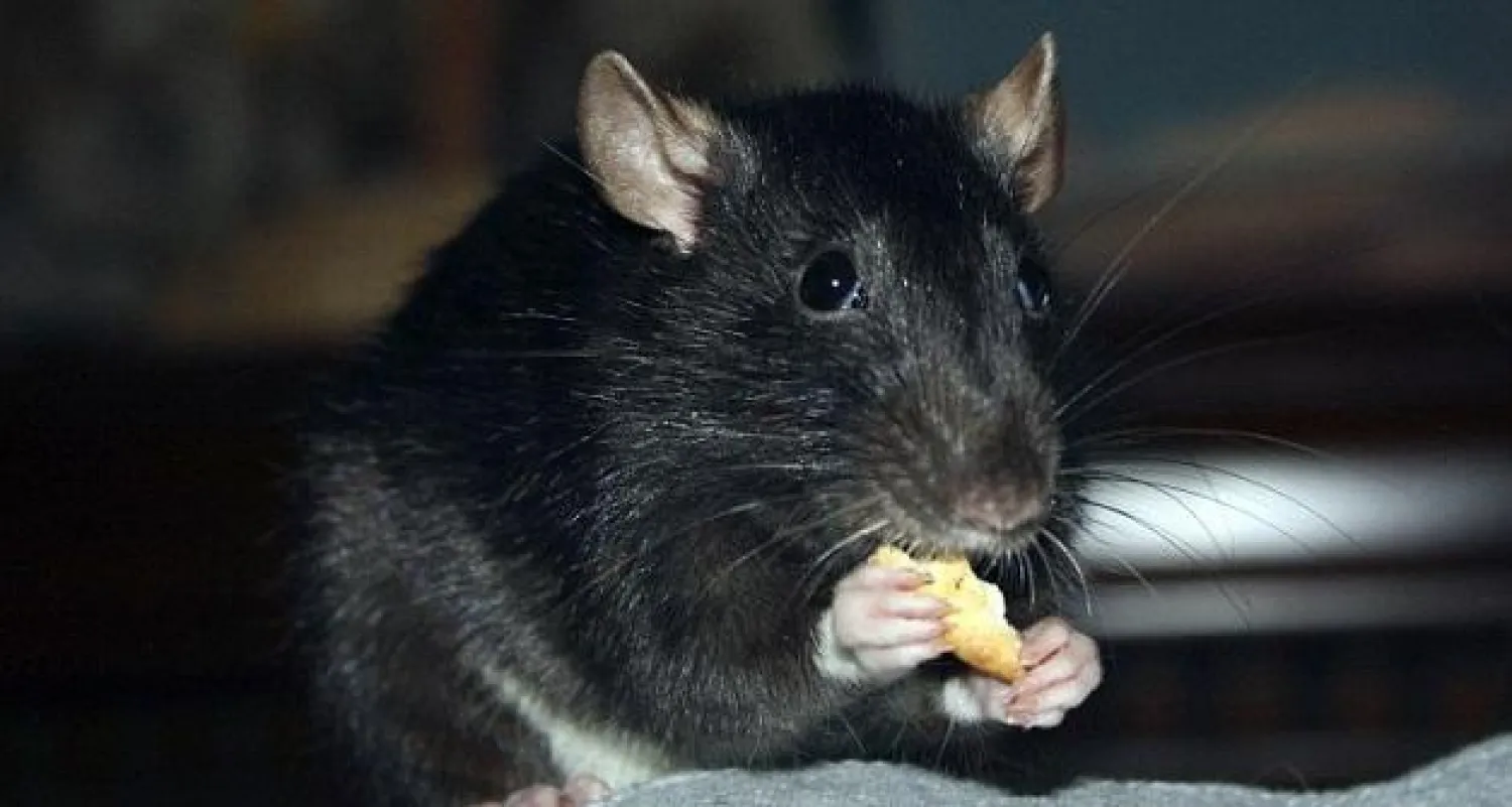 بماذا يحلم الفئران أثناء النوم؟