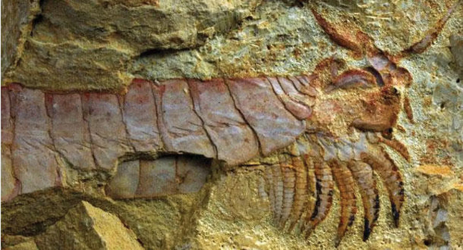 اكتشاف حفرية «وحش» بحري صغير عاش على كوكب الأرض قبل 500 مليون عام